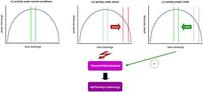 Impaired Phasic Discharge of Locus Coeruleus Neurons Based on Persistent High Tonic Discharge—A New Hypothesis With Potential Implications for Neurodegenerative Diseases